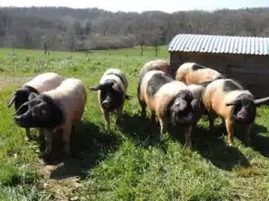 porc 1